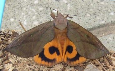 akebikonoha8