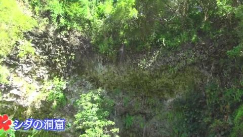 sakuraiHAWAI09_01