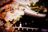 四季桜