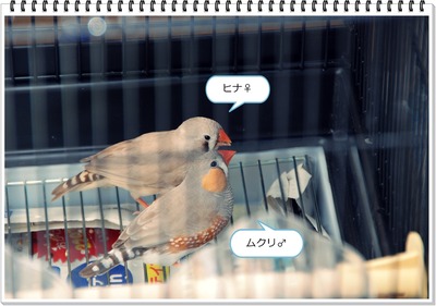 kinka