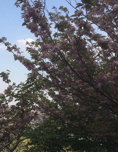 披露山の八重桜