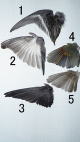 トビの翼標本 GdjgqGBXEAE4TvH.jpg?format=jpg