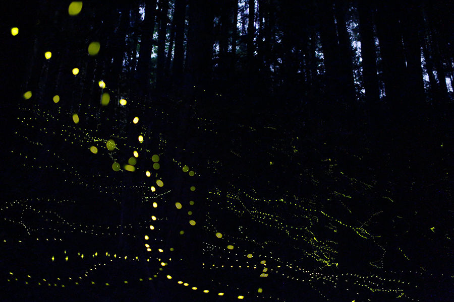 firefly2_M