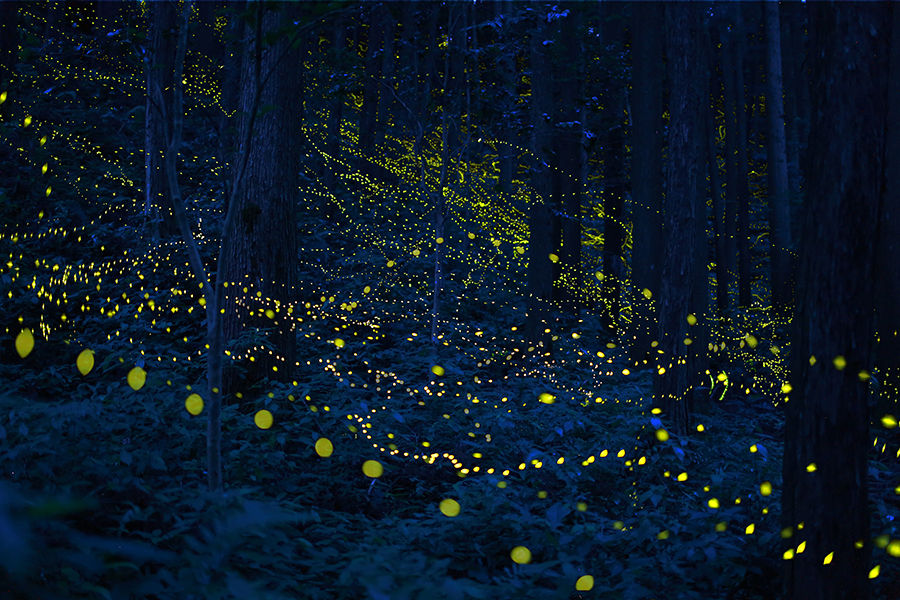 firefly1_M