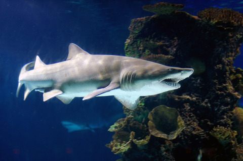 1200px-Carcharias_taurus_newport