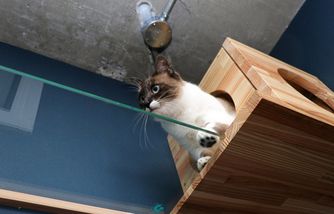 ねこ