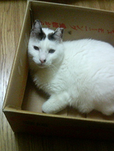 miya