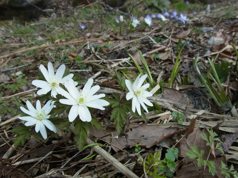 RIMG0516