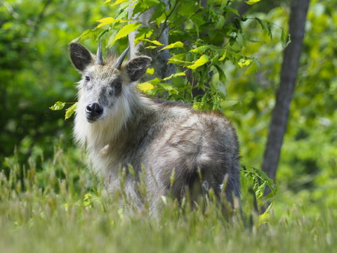 バカラカモシカです バカラカモシカです