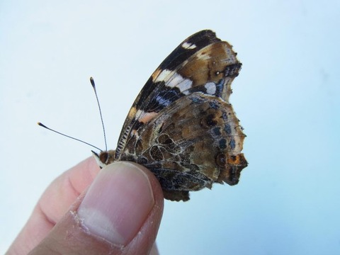 RIMG0966