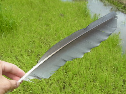 RIMG0302