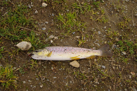 IMGP0432