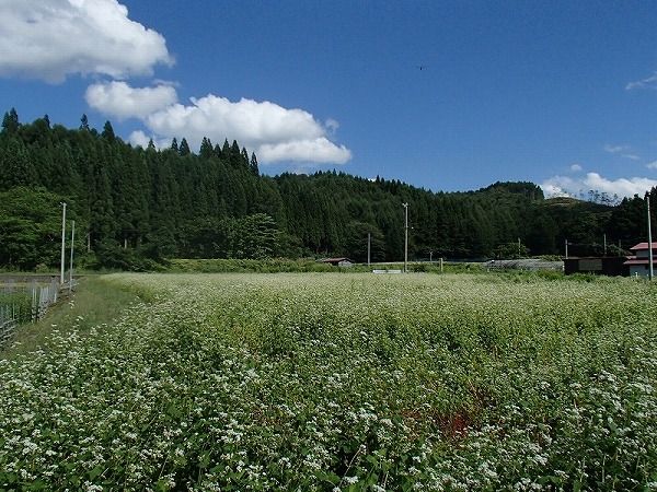 P8240016-a-1