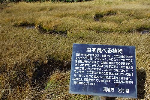 IMGP3799-1