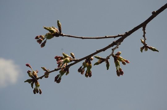 IMGP8946-1