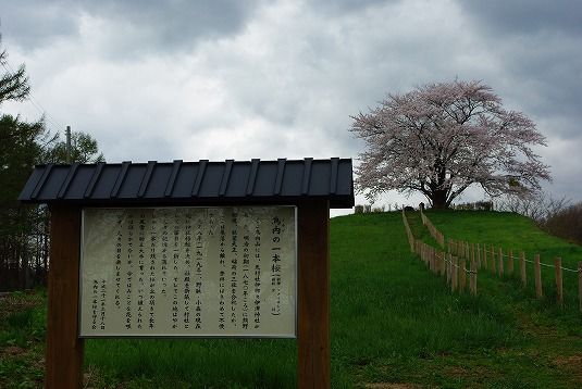 IMGP3231-1