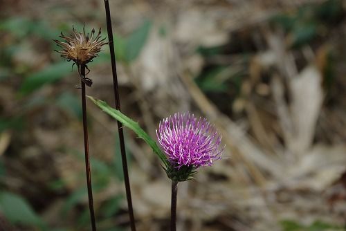 IMGP3839-1