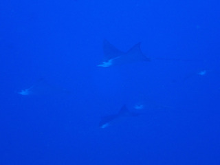 P5130868