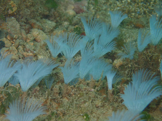 P5030082