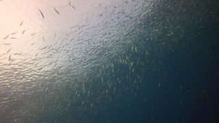 G0077005