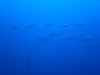IMG_0817