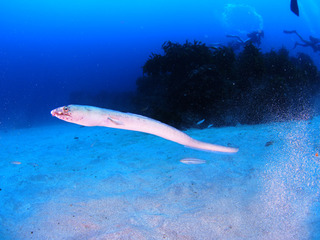 P9095660