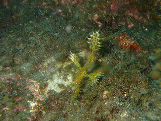 P6231752