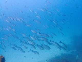 P9090083