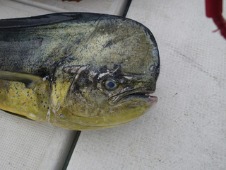 P5200017