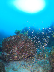 P9095709