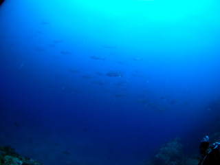 P5190181