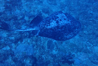 P4220251
