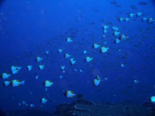 PB175478
