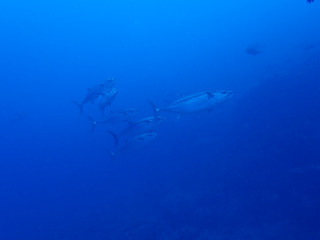 P6090045