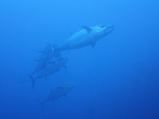 P6090069
