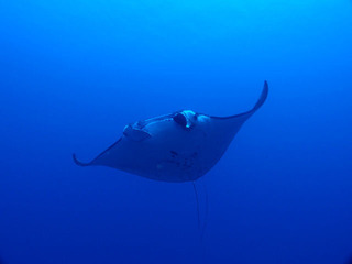 topmanta
