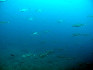 P5063190