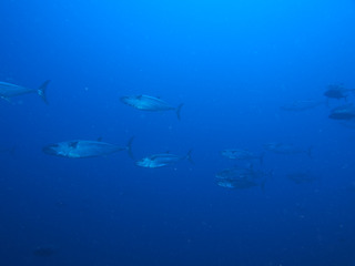 P6090169