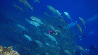 G0093087