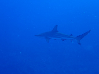 P5130845