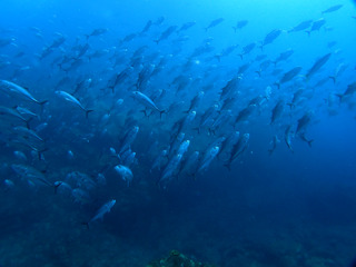 P4291032