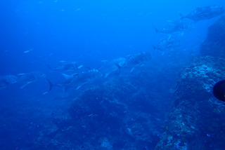 P5190154