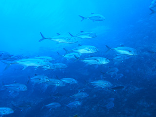 P6090108