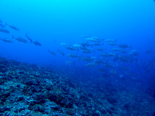 P4301173