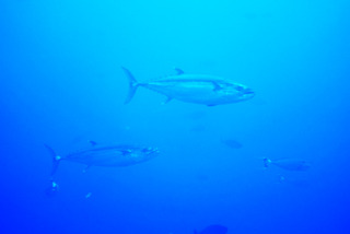 DSC04431