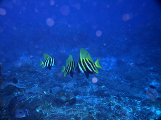PB175429