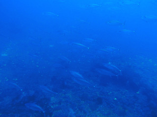 P5053114