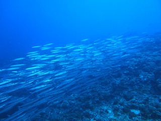 P6090085