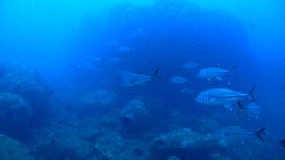 P8050239
