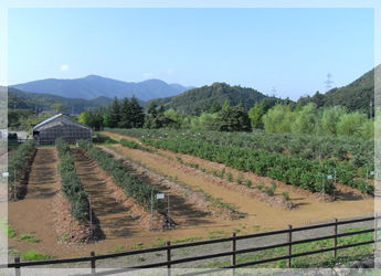 m_img_blueberry-farm
